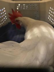 Shelter Stray Female Bird last seen Near BLOCK W 4310 S, WEST VALLEY CITY, UT 84120, Salt Lake City, UT 84120