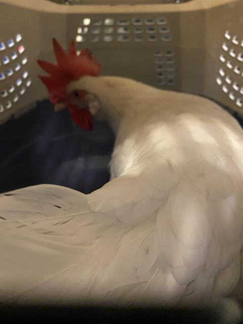 Shelter Stray Female Bird last seen Near BLOCK W 4310 S, WEST VALLEY CITY, UT 84120, 4522 W 3500 S, West Valley City, UT 84120, USA