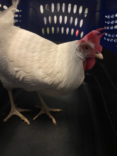 Shelter Stray Female Bird last seen Near BLOCK W 4310 S, WEST VALLEY CITY, UT 84120, 4522 W 3500 S, West Valley City, UT 84120, USA