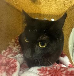 Shelter Stray Female Cat last seen Near BLOCK S 4275, Salt Lake City, UT 84120