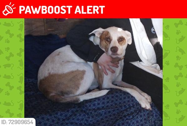 Lost Male Dog last seen Last scene on Old Boston road near Elkhart , Anderson County, TX 75801