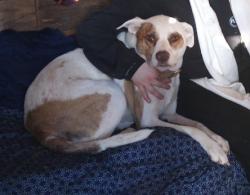 Lost Male Dog last seen Last scene on Old Boston road near Elkhart , Anderson County, TX 75801