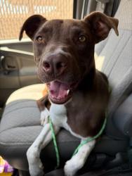 Shelter Stray Male Dog last seen LORDSBURG ST BAKERSFIELD, Bakersfield, CA 93307