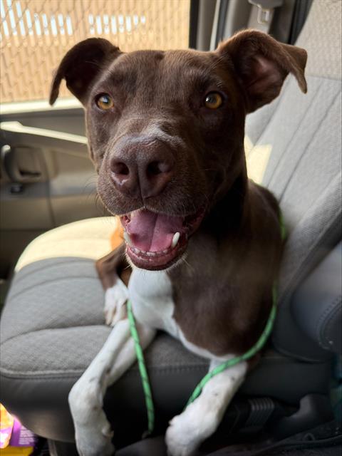 Shelter Stray Male Dog last seen LORDSBURG ST BAKERSFIELD, Bakersfield, CA 93307
