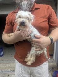 Found/Stray Male Dog last seen Neeleys Bend road towards peeler park , Nashville, TN 37115