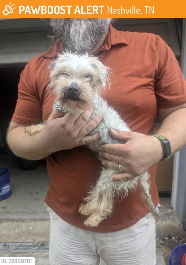 Found/Stray Male Dog last seen Neeleys Bend road towards peeler park , Nashville, TN 37115