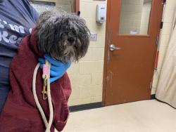 Shelter Stray Male Dog last seen Near BLOCK N 67TH ST, Milwaukee, WI 53215