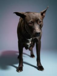 Shelter Stray Female Dog last seen Near BLOCK RESTLAWN RD, Jacksonville, FL 32204