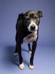 Shelter Stray Male Dog last seen Near BLOCK W 6TH ST, Jacksonville, FL 32204