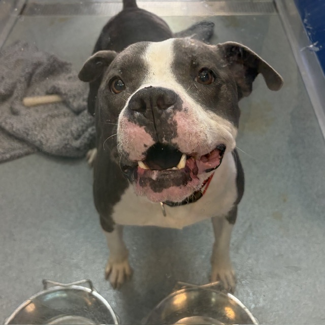 Shelter Stray Male Dog last seen Near , Indianapolis, IN 46221