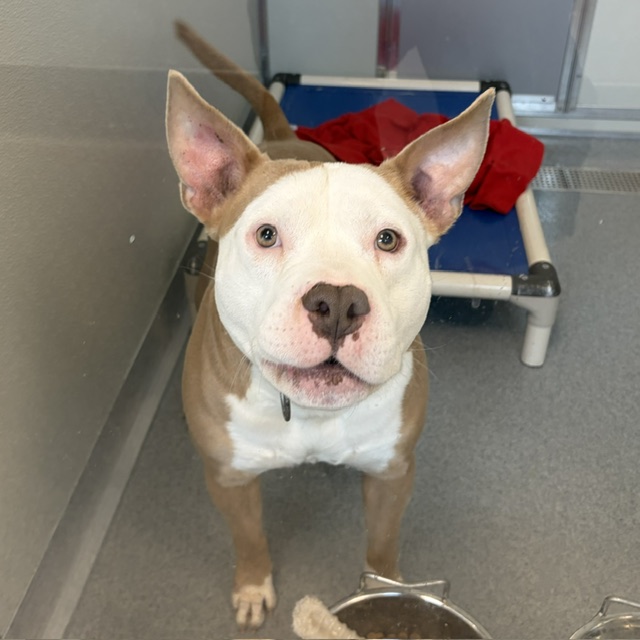 Shelter Stray Male Dog last seen Near , Indianapolis, IN 46221