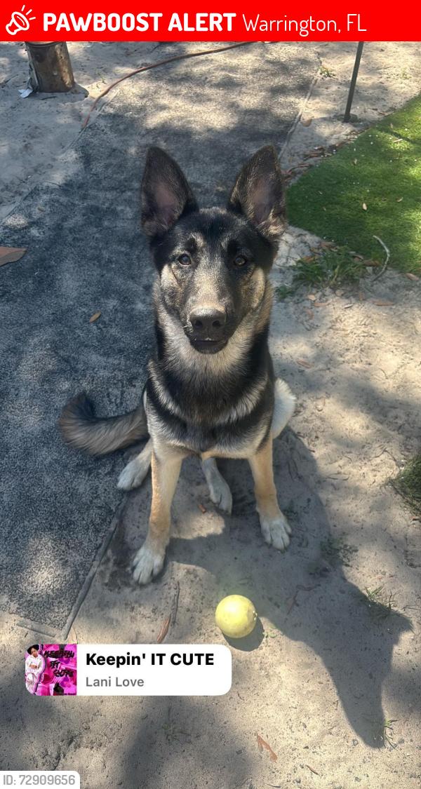 Lost Female Dog last seen On Gulf Beach Highway between Rocky’s bar and Dollar General, Warrington, FL 32507