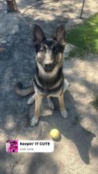 Lost Female Dog last seen On Gulf Beach Highway between Rocky’s bar and Dollar General, Warrington, FL 32507