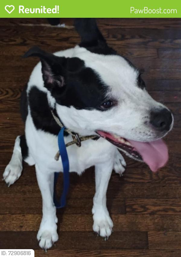 Reunited Male Dog last seen Near 73rd Ave, Philadelphia, PA 19126