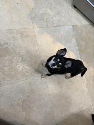 Reunited Female Dog last seen 14th avenue by Holiday Park , Fort Lauderdale, FL 33301