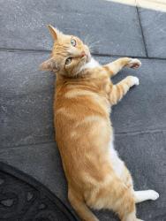 Found/Stray Unknown Cat last seen Barry & Charnock 90066, Los Angeles, CA 90066