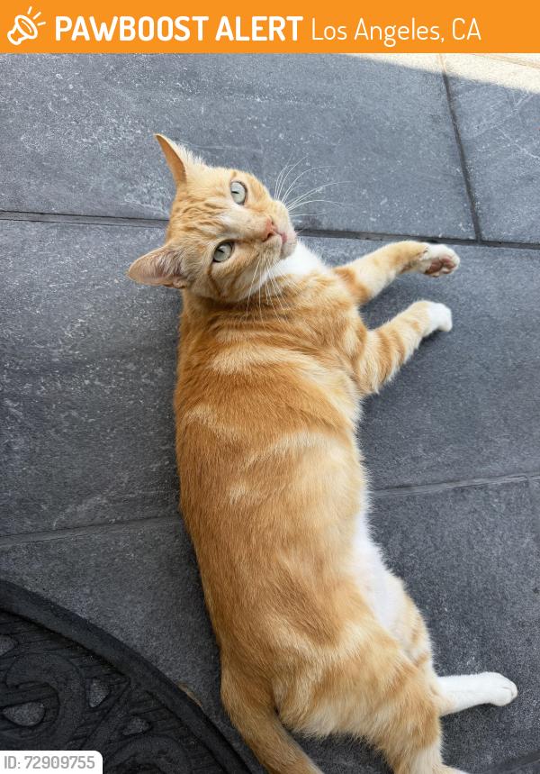 Found/Stray Unknown Cat last seen Barry & Charnock 90066, Los Angeles, CA 90066