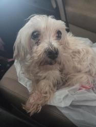 Reunited Female Dog last seen Highway I20, Edgecliff Village, TX 76134