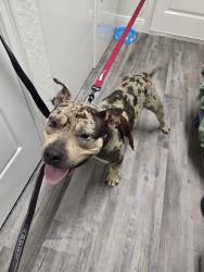 Reunited Male Dog last seen Near Marion Oaks Dr, Ocala, FL 34473, USA, Ocala, FL 34473