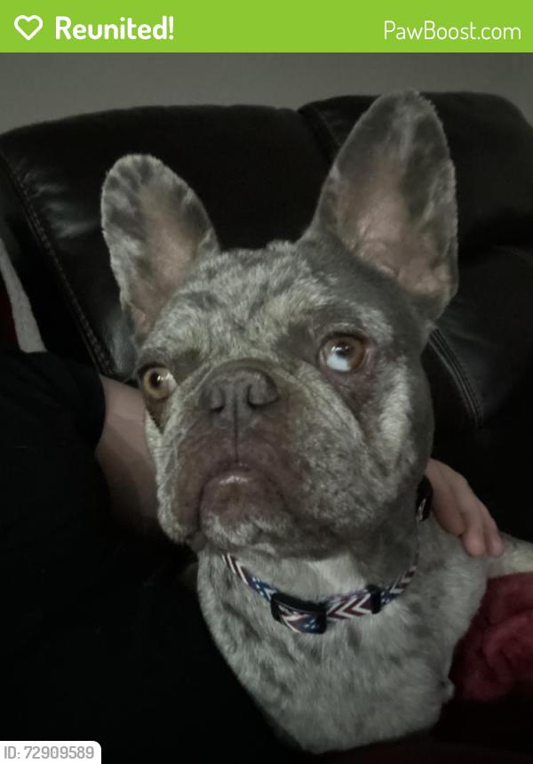 Reunited Female Dog last seen Near Central Ave, Ceres, CA 95307, USA, Ceres, CA 95307