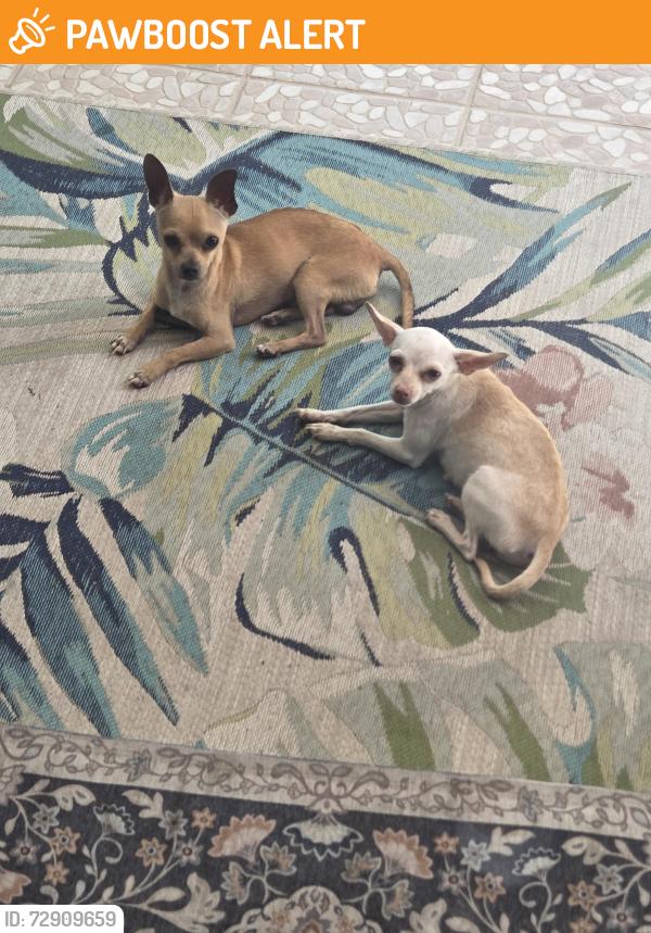 Found/Stray Male Dog last seen KEYSVILLE ROAD AND SWILLEY, Keysville Neighborhood, FL 33567