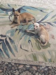 Found/Stray Male Dog last seen KEYSVILLE ROAD AND SWILLEY, Keysville Neighborhood, FL 33567