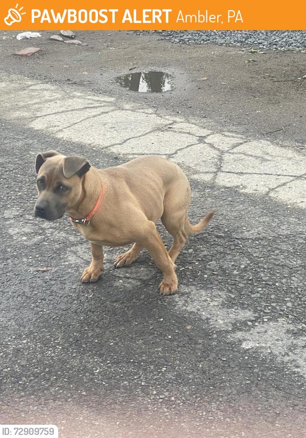 Found/Stray Female Dog last seen N Maple St near Youth Center, Ambler, PA 19002