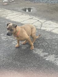 Found/Stray Female Dog last seen N Maple St near Youth Center, Ambler, PA 19002
