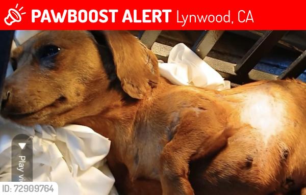 Lost Female Dog last seen duncan ave, Lynwood, CA 90262