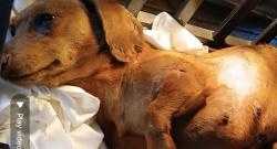 Lost Female Dog last seen duncan ave, Lynwood, CA 90262
