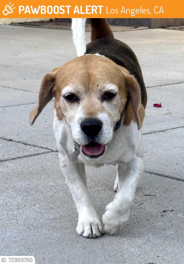 Found/Stray Male Dog last seen Roscoe and Haskell Ave  (Tommy's) , Los Angeles, CA 91343