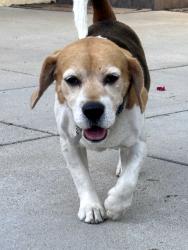 Found/Stray Male Dog last seen Roscoe and Haskell Ave  (Tommy's) , Los Angeles, CA 91343