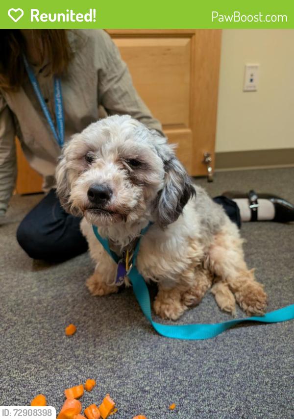 Reunited Male Dog last seen Cameron Blvd at 15-501, Durham, NC 27710