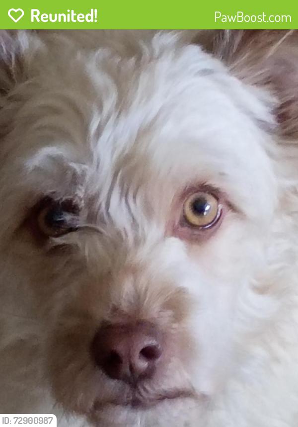 Reunited Female Dog last seen Torrey pine /  jones , Las Vegas, NV 89103