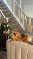 Reunited Female Dog last seen Blue diamond, pebble sand st , Las Vegas, NV 89178