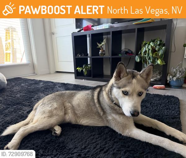 Found/Stray Male Dog last seen Craig and Bruce, North Las Vegas, NV 89081