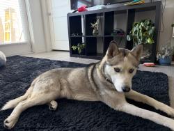 Found/Stray Male Dog last seen Craig and Bruce, North Las Vegas, NV 89081