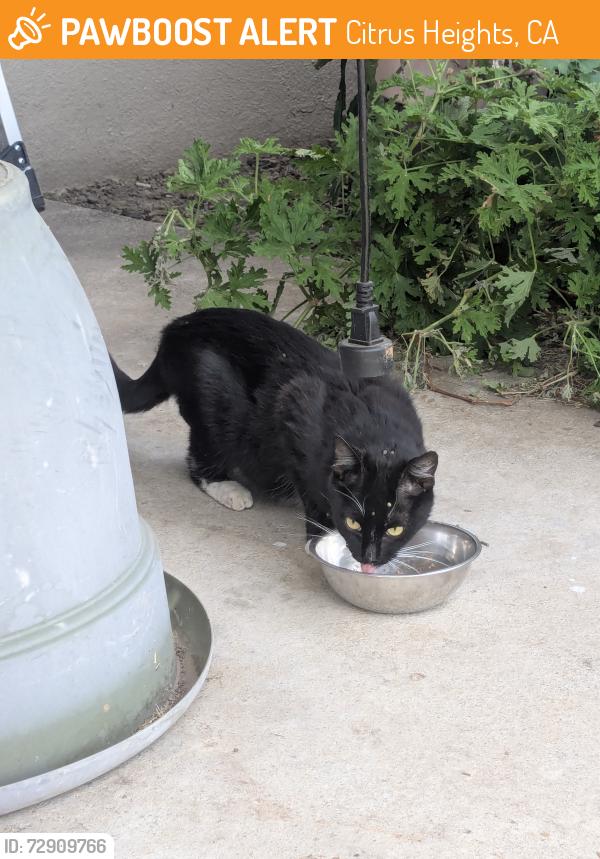 Found/Stray Unknown Cat last seen Van Maren , Citrus Heights, CA 95621
