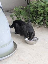 Found/Stray Unknown Cat last seen Van Maren , Citrus Heights, CA 95621