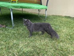 Lost Female Cat last seen Smoky Honeyeater and Goodenough at Red Bird Ranch, San Antonio, TX 78253