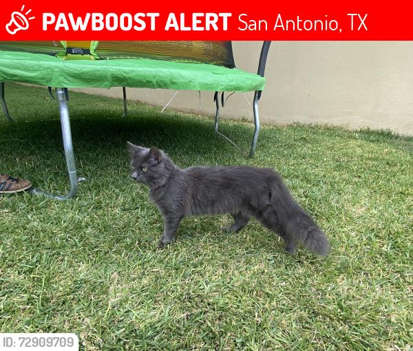 Lost Female Cat last seen Smoky Honeyeater and Goodenough at Red Bird Ranch, San Antonio, TX 78253