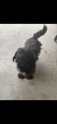 Lost Male Dog last seen Floyd Gwin park area , Odessa, TX 79763