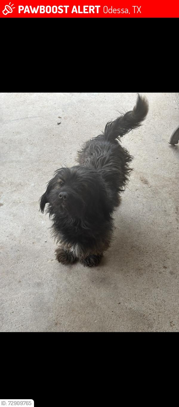 Lost Male Dog last seen Floyd Gwin park area , Odessa, TX 79763