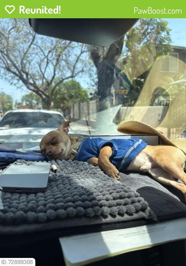 Reunited Male Dog last seen Vermont and Adams, Los Angeles, CA 90007