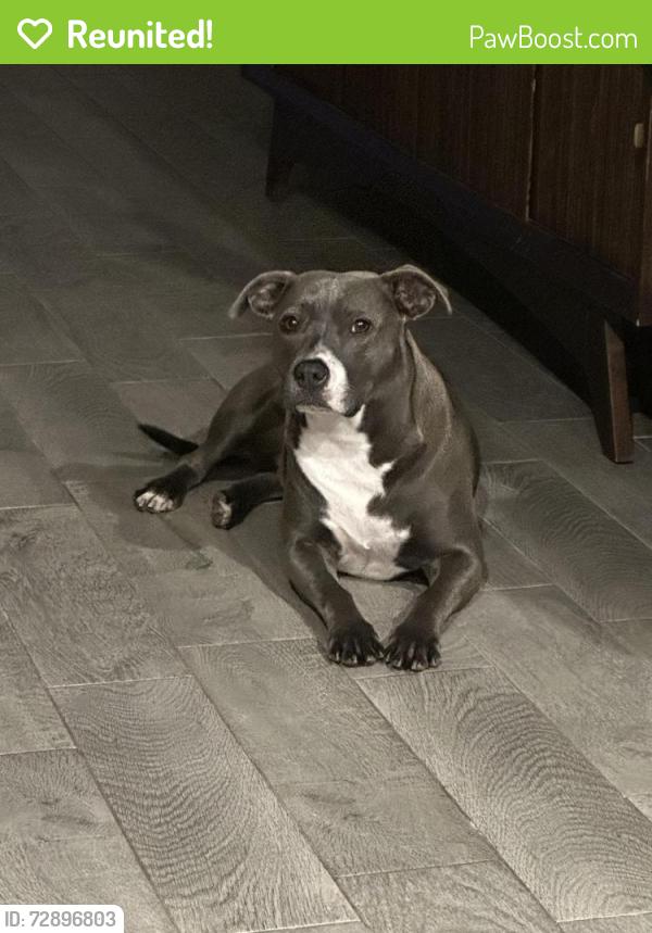 Reunited Female Dog last seen Near Cummings , Alvarado, TX 76009