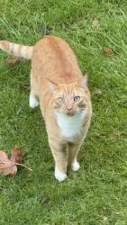 Lost Male Cat last seen In neighborhood , Arlington, WA 98223