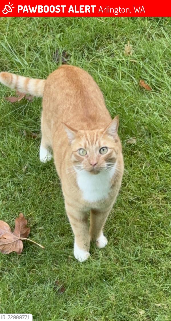 Lost Male Cat last seen In neighborhood , Arlington, WA 98223