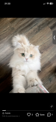 Reunited Female Cat last seen Near ave Surrey V4N 4T1, Surrey, BC V4N 4T1