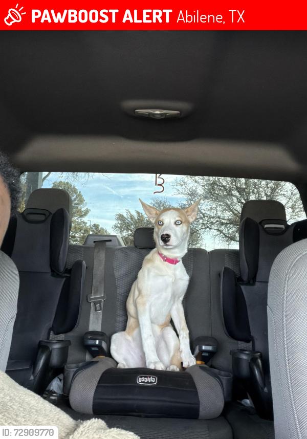 Lost Female Dog last seen Near lake kirby, Abilene, TX 79602