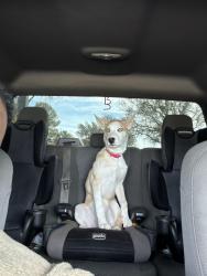 Lost Female Dog last seen Near lake kirby, Abilene, TX 79602